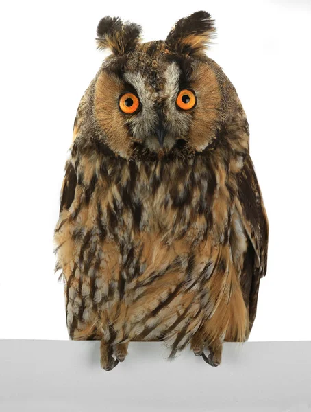 Owl isolated on a white — Stock Photo, Image