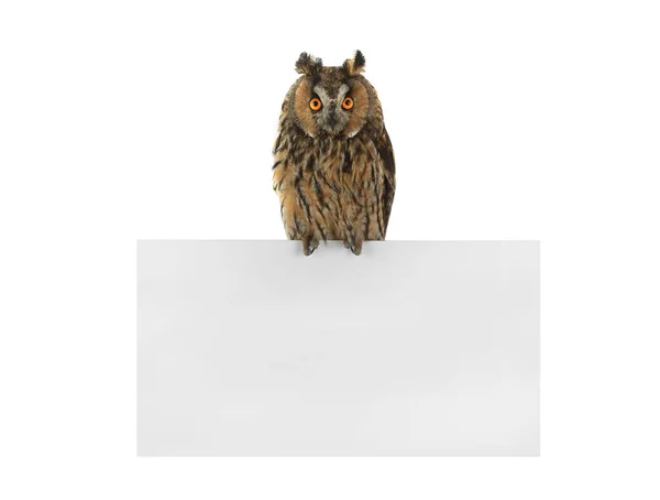 Owl isolerad på en vit bakgrund — Stockfoto