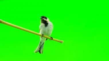 Reed kiraz kuşu (Emberiza schoenilus)