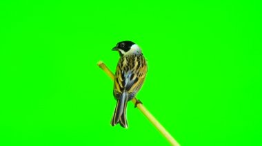 Reed kiraz kuşu (Emberiza schoenilus)