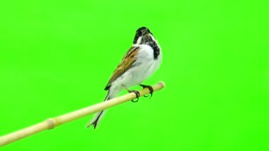 Reed kiraz kuşu (Emberiza schoenilus)