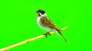 Reed kiraz kuşu (Emberiza schoenilus)