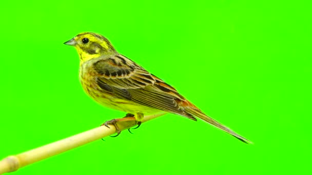 Желтуха (Emberiza citrinella) ) — стоковое видео