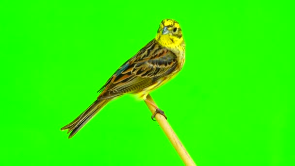 Trznadel zwyczajny (Emberiza citrinella) — Wideo stockowe