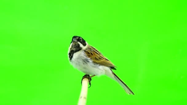 Reed bunting (Emberiza schoenilus ) — Vídeos de Stock