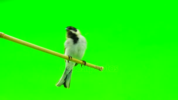 Reed kiraz kuşu (Emberiza schoenilus) — Stok video