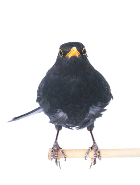 Черная птица изолирована на белом — стоковое фото