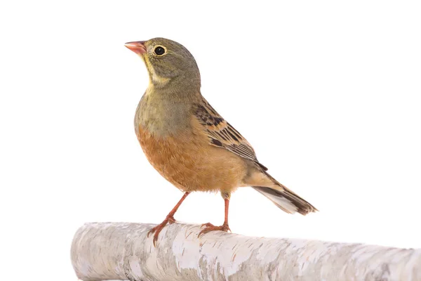 Ortolan isolado em um branco — Fotografia de Stock