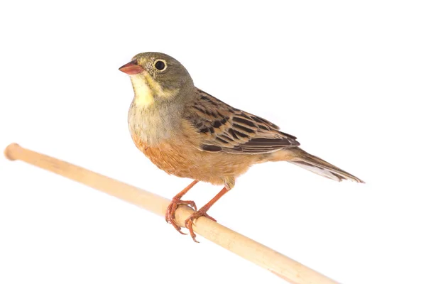 Ortolan aislado en un blanco —  Fotos de Stock