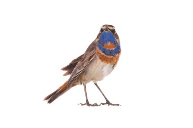 beyaz izole bluethroat