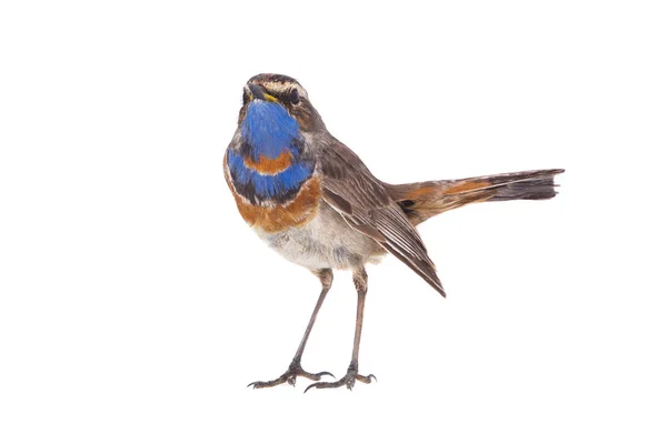 Blaukehlchen isoliert auf einem weißen — Stockfoto