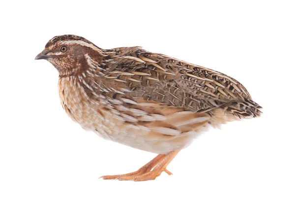 Wild quail  isolated on a white — Stock Photo, Image