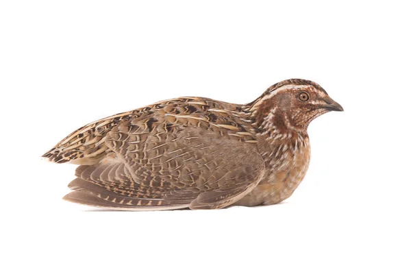 Wild quail  isolated on a white — Stock Photo, Image