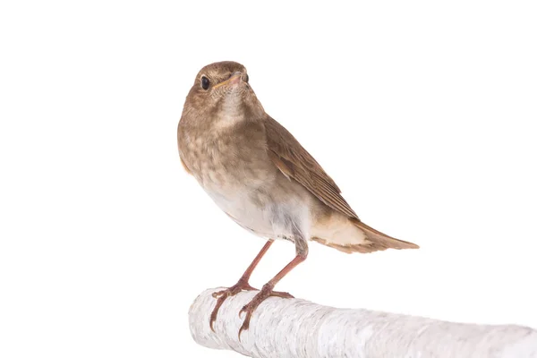 Nightingale  isolated on a white — Stock Photo, Image