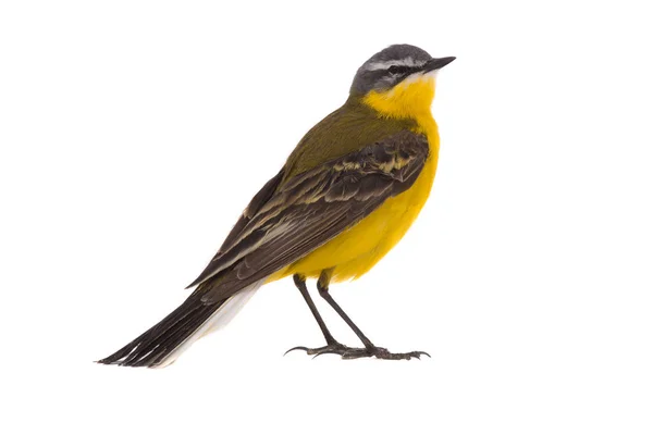 Wagtail západní — Stock fotografie