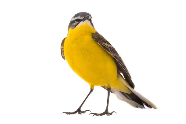 Wagtail amarelo ocidental — Fotografia de Stock