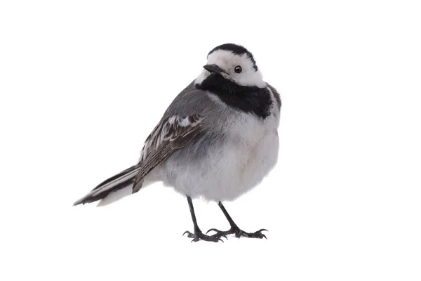 White Wagtail on a white — Stock Photo, Image