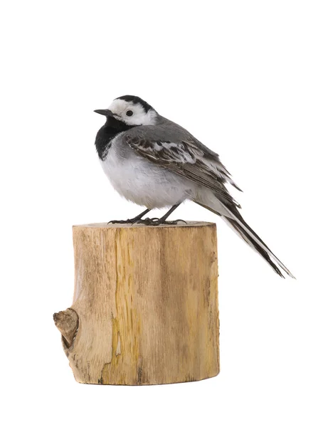 Witte kwikstaart (Motacilla alba)) — Stockfoto