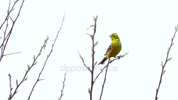 Maruca-amarela (Emberiza citrinella ) — Vídeo de Stock