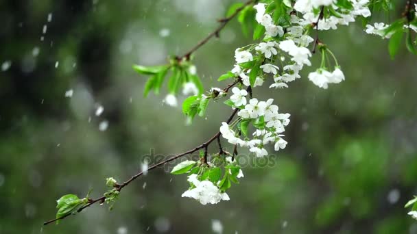 Nieve en cámara lenta en la cereza floreciente — Vídeo de stock