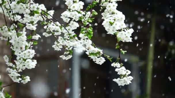 Nieve en cámara lenta en la cereza floreciente — Vídeo de stock