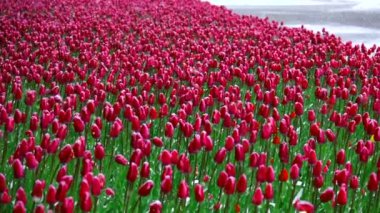 bir Lale Slowmotion kar düşüyor