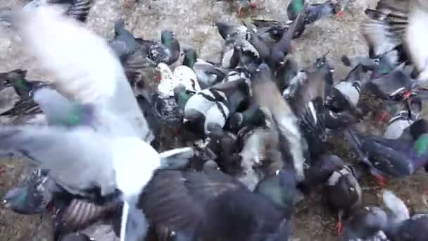 Slowmotion rise of pigeons — Stock Video