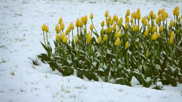 Nieve en cámara lenta cae sobre un tulipán — Vídeos de Stock