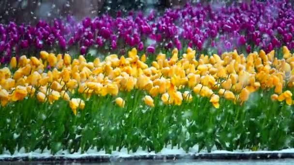 Nieve en cámara lenta cae sobre un tulipán — Vídeo de stock