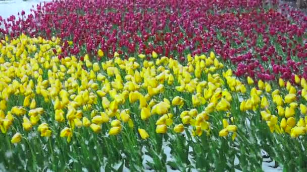 Nieve en cámara lenta cae sobre un tulipán — Vídeo de stock