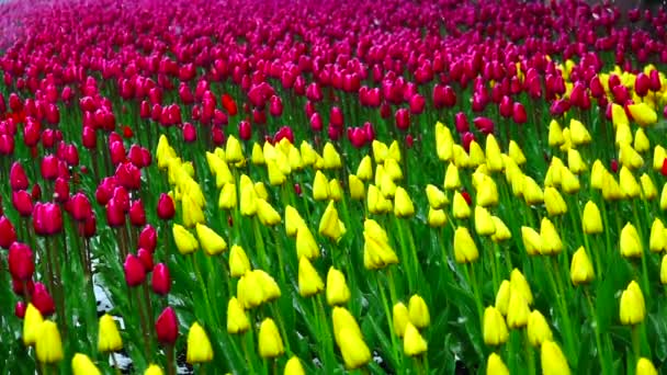 Nieve en cámara lenta cae sobre un tulipán — Vídeos de Stock