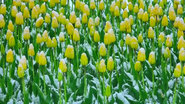 Nieve cae en un tulipán — Vídeo de stock