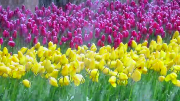 Sneeuw valt op een tulp — Stockvideo