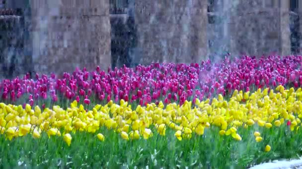 Nieve cae en un tulipán — Vídeos de Stock