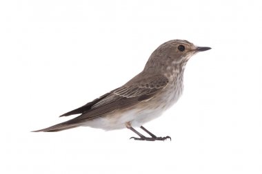 Benekli sinekkapan (muscicapa striata)