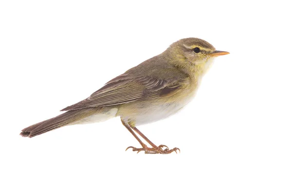 Parula di salice (Phylloscopus trochilus ) — Foto Stock