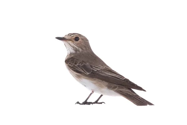 Lejsek šedý (muscicapa striata) — Stock fotografie