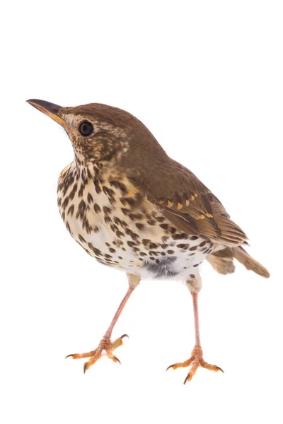 Ardıç kuşu (Turdus philomelos) — Stok fotoğraf