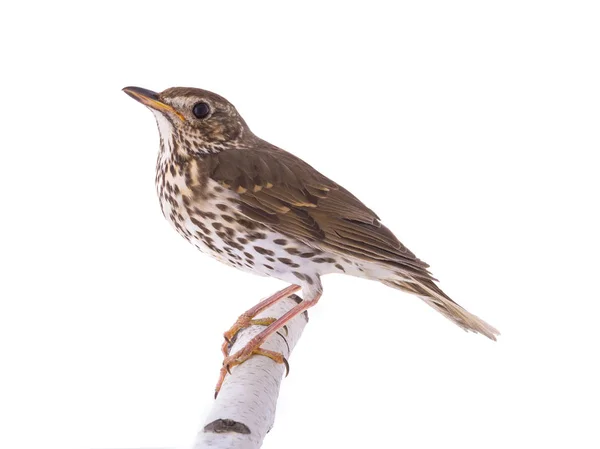 Sångtrast (Turdus philomelos)) — Stockfoto