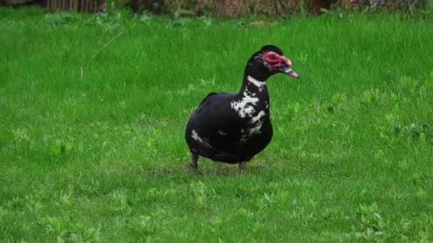 Pato en una granja — Vídeos de Stock