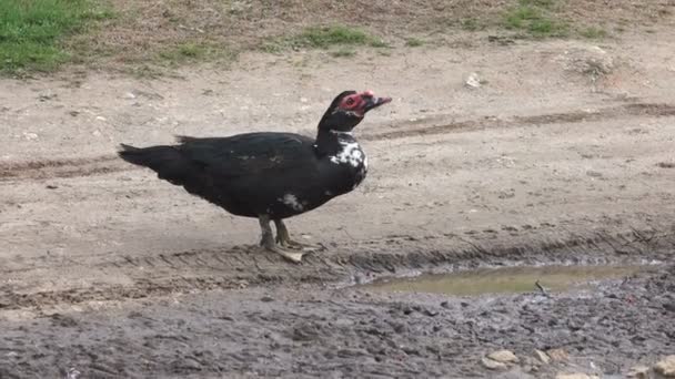 Bir çiftlikte ördek — Stok video
