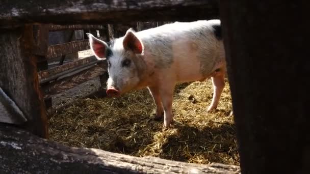 Schwein auf einem Bauernhof — Stockvideo