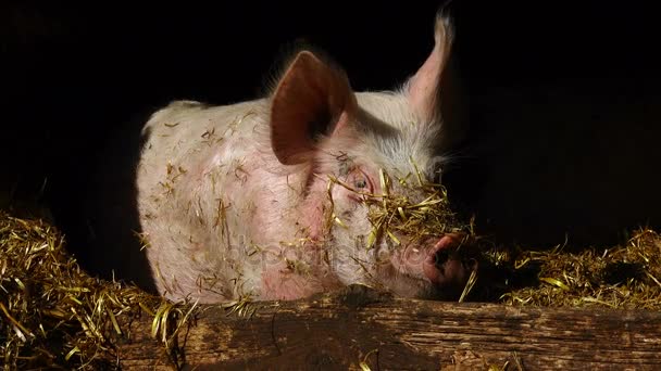 Cerdo en una granja — Vídeos de Stock