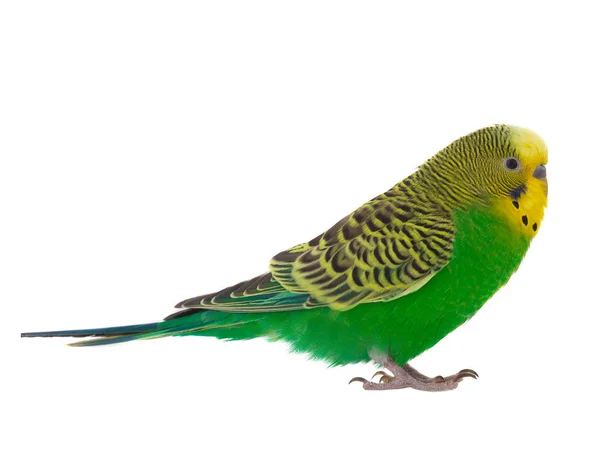 Зелений хвилястий Папужка — стокове фото