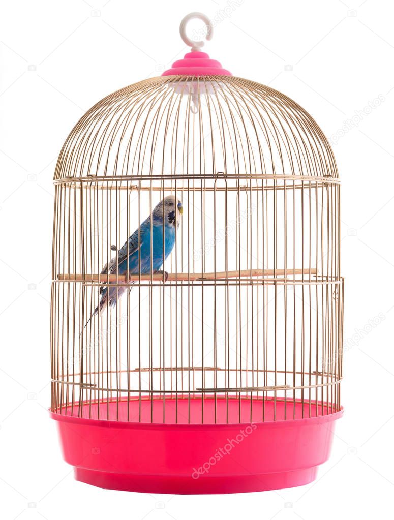 budgie in gold cage