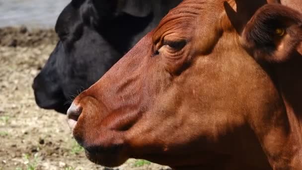 Uma vaca mastigadora — Vídeo de Stock
