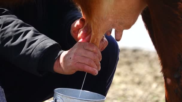 Медленное доение молока — стоковое видео