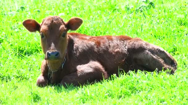 Vaca en una hierba — Vídeos de Stock