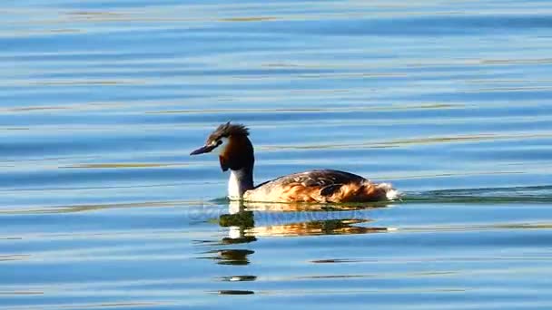 Grote Crested Grebe(Podiceps cristatus) — Stockvideo