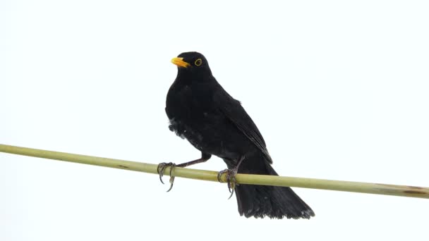 黑鸟(Turdus merula)) — 图库视频影像